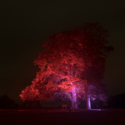 Dramatic Tree Uplighting