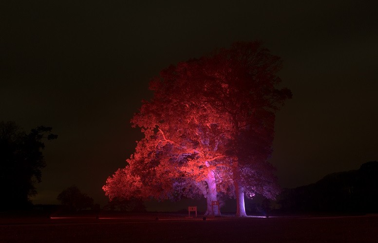 Dramatic Tree Uplighting